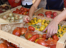 Festival de la tomate, Clapiers, lors du Mois de l'agroécologie et de l'alimentation durable