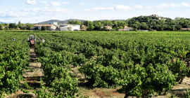 Le territoire est classé 1ère région viticole mondiale selon Sud de France Développement @bruno doan